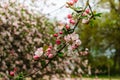 Tender pink flowers and buds of an apple tree on a branch in the garden Royalty Free Stock Photo