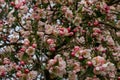 Tender pink flowers and buds of an apple tree on a branch in the garden Royalty Free Stock Photo