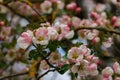 Tender pink flowers and buds of an apple tree on a branch in the garden Royalty Free Stock Photo