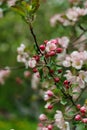 Tender pink flowers and buds of an apple tree on a branch in the garden Royalty Free Stock Photo