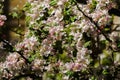 Tender pink flowers and buds of an apple tree on a branch in the garden Royalty Free Stock Photo