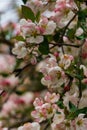 Tender pink flowers and buds of an apple tree on a branch in the garden Royalty Free Stock Photo