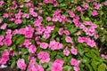 Tender pink flowers of Catharanthus roseus