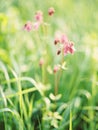 Tender pink flowers growing on meadow, wildflowers, closeup. Purpur spring flowers with green fresh grass