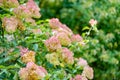 Tender pink flowers of hydrangea arborescens, backlit by the low evening sun in summer. Hortensia flowering in summer garden