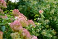 Tender pink flowers of hydrangea arborescens, backlit by the low evening sun in summer. Hortensia flowering in summer garden