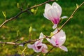 tender pink flowers of magnolia Royalty Free Stock Photo