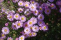 Tender pink flowers of Symphyotrichum dumosum