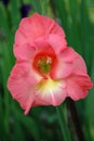 Tender pink gladiolus flower macro closeup in the garden Royalty Free Stock Photo