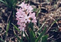 Tender pink hyacinth in bloom at springtime