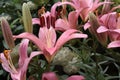 pink lilies in the flower garden