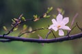 Tender pink magnolia flowers under spring rain. Royalty Free Stock Photo