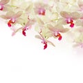 Tender pink orchid flowers with butterflies Royalty Free Stock Photo