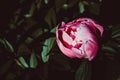 Tender pink peony flower close up in bloom. Floral dark green background. Green thumb concept. Home gardening. Botanical garden. Royalty Free Stock Photo