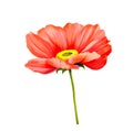 Tender pink poppy flower isolated on white