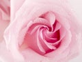 tender pink rose closeup romanse Royalty Free Stock Photo