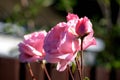 Tender pink rose covered with dew drops in a morning garden Royalty Free Stock Photo