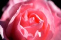 Tender pink rose covered with dew drops in a morning garden Royalty Free Stock Photo