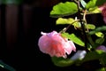 Tender pink rose covered with dew drops in a morning garden Royalty Free Stock Photo