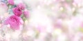 Tender pink roses background Royalty Free Stock Photo