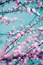 Tender pink sakura background Royalty Free Stock Photo