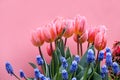 Tender pink tulips and muscari grape hyacinth flowers