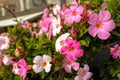 Tender pink and white bush flowers