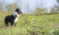 A Tender Puppy of border collies relaxes in a country meadow on a beautiful sunny day