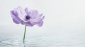 Tender purple anemone flower growing in water. Wellness skin care meditation harmony concept