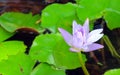 Tender purple blooming lotus in the drops of tropical rain Royalty Free Stock Photo