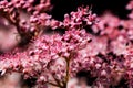 Teder Queen of the Prairie flowers also known as Filipendula pink blossoms blooming in summer.