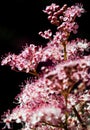 Teder Queen of the Prairie flowers also known as Filipendula pink blossoms blooming in summer.