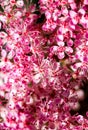 Teder Queen of the Prairie flowers also known as Filipendula pink blossoms blooming in summer.