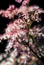 Teder Queen of the Prairie flowers also known as Filipendula pink blossoms blooming in summer.