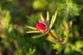 Tender red flower button closeup