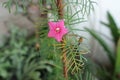 Tender red flower of Ipomoea quamoclit Royalty Free Stock Photo