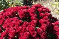 Tender red flowers of Chrysanthemums in October