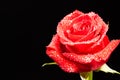 Tender red rose with raindrops isolated over black background Royalty Free Stock Photo