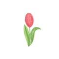 A tender red tulip flower, hand drawn watercolor illustration on the white background, a single object, simple ornament for Royalty Free Stock Photo