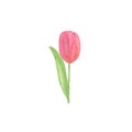 A tender red tulip flower, hand drawn watercolor illustration on the white background, a single object, simple ornament Royalty Free Stock Photo