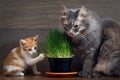 The tender relationship the two cats. Royalty Free Stock Photo