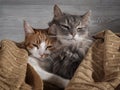 The tender relationship the two cats. The concept of love, the comfort of home Royalty Free Stock Photo