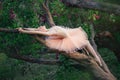 Tender and romantic ballerina relaxing in flowers garden