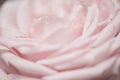 Tender Rose Background