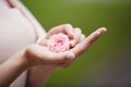 Tender rose flower in woman`s hands