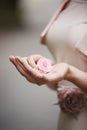 Tender rose flower in woman`s hands