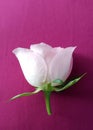 Tender rose over pink background. Beautiful soft flower.
