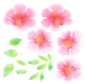 Tender rosy plumeria flower hand painted element.