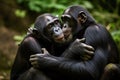 Tender scene of two bonobo chimpanzees kissing. Amazing African Wildlife. Generative Ai