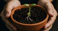 Tender Seedling in Loving Hands Royalty Free Stock Photo
